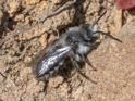 Andrena cineraria (Ashy Mining Bee).jpg